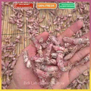 Proses Pengeringan Cumi Asin Alami